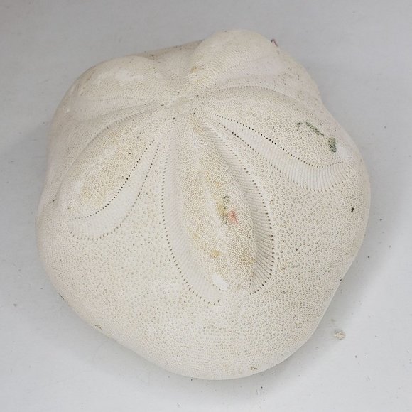 Large Sand Dollar Sea Biscuit Puffy 5" x 4" Vintage Natural Set of 3 - Picture 9 of 13